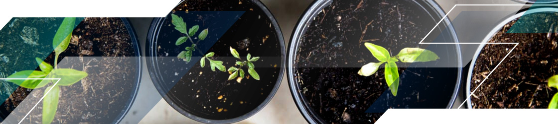 how to calculate rental yield